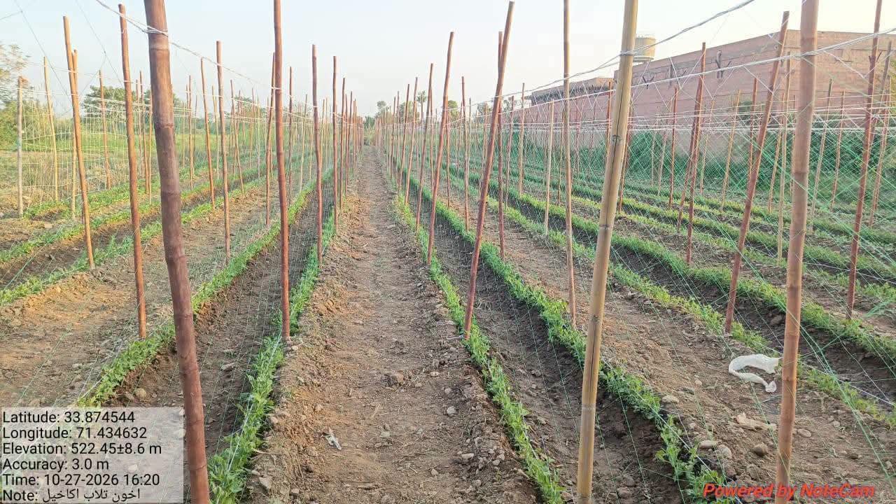 ضلع خیبر کی  تحصیل باڑہ،میں  علاقہ اکاخیل کے محنتی کسان امین گل نے مٹر  کی فصل کاشت کی ہے